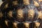 Pattern of hard tortoiseshell, closeup image of turtle