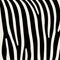 Pattern. Imitation print of skin of zebra. Black stripes on gray background.