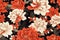 Pattern of leaves and blooming red flowers. Vivid colors on black background. Japanese style