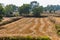 A pattern looking after paddy harvesting cut the rice seed form farm.