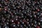 Pattern made of lots of freshly gathered tasty washed wet black currant berries.