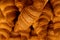 Pattern of many croissants. golden tasty freshly baked croissants top view close up