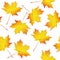 Pattern maple leafs yellow