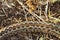 Pattern of moldavian meadow viper