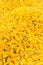 Pattern pile of yellow marigold flowers for background