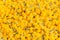 Pattern pile of yellow marigold flowers for background