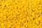 Pattern pile of yellow marigold flowers for background