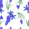 Pattern with plant scilla. Siberian Squill Scilla siberica . spring flower with leaves and stem