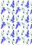 Pattern with plant scilla. Siberian Squill Scilla siberica . spring flower with leaves and stem