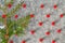 A pattern of red Rowan berries and green tree branches Chinese or Eastern thuja Platycladus orientalis with ice and piles