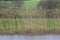 Pattern of Reeds and Fields on Norfolk Broads by River Yare, Surlingham, Norfolk, England, UK