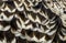 Pattern of ruppells vulture feathers in macro closeup, wildlife background, critically endangered bird specie