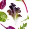 Pattern with Salad leaves. Mixed Salad leaves with Spinach, Chard, lettuce. Food concept