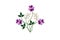 Pattern of satin stitch with bouquet purple violets and twigs with white small flowers on white background
