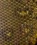 Pattern of a scaled leather skin in macro closeup, animal hide background