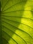 The Pattern and Shadow of The Elephant Climber Leaf