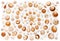 Pattern of shells and starfish in a spiral shape on white background