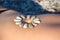 Pattern of small sea stones on women`s skin, pebble beach on a summer day