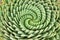 Pattern of spiral aloe