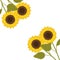 Pattern of sunflowers isolated icon