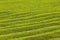 Pattern of tea plantation on Azores islands, Portugal