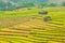 Pattern Terraced rice on Mountain