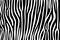 Pattern texture tiger zebra fur white stripe black jungle safari