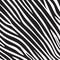 Pattern texture tiger zebra white stripe black jungle safari