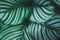 Pattern top view leaf layers of Calathea orbifolia plant or air purification trees in dark green tone. Home gardening house plant