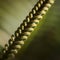 Pattern of unfurling leaf of cycad plant natural macro