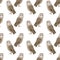 Pattern of vector Barn Owl