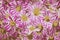 Pattern from Vibrant Gerbera pink white gerbera Flowers