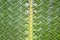 Pattern weaving of coconut leaves