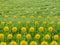 Patterned Dandelions Collage in Grass Field