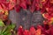 Patterned fall maple leaves, red, green, red, orange, and yellow, on a dark wood background