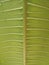 Patterned green leaves of the plumeria tree