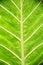 Patterned Large Taro Leaf Texture Photo