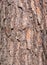 Patterned structured pinewood tree trunk bark, Germany, closeup, details