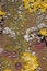 Patterned and textured of rusty metal background with colorful lichens and algae