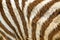 patterns of baby zebra.