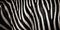 Patterns of black and white zebra stripes, wide background. Generative ai