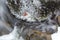 Patterns in an icy brook at Goodwin State Forest, Connecticut