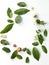 Patterns with leaves, jasmine, white background, lay flat, the top view.