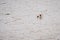 Patterns in the mud as a shelduck, tadorna tadorna, feeding at low tide in the River Torridge estuary, Appledore, Devon