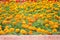 Patterns of nature colorful flowers french marigolds ornamental blooming in garden and balcony on background