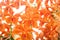 Patterns nature of colorful flowers orange vanda orchids group , ornamental plant patterns for background