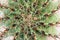 Patterns nature of green cactus with many long thorn blooming for background ,top view