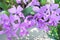 Patterns nature inflorescence of colorful purple orchid flowers group or dendrobium blooming in garden