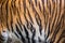 Patterns of tiger skin.