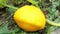 Pattypan squash bud on plant. Growing vegetables in the garden